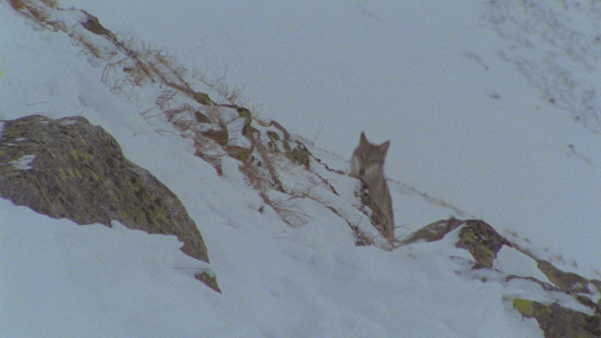 150432088 / Wolf / Pride / Mountains / Alps