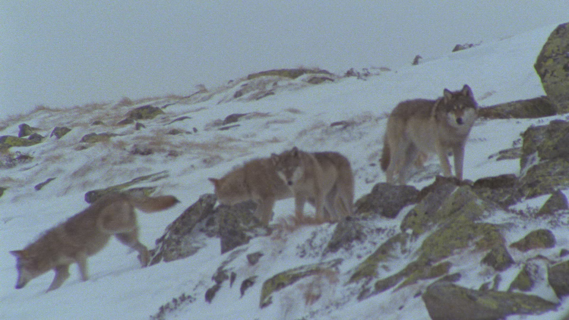 518838646 / Wolf / Pride / Mountains / Alps