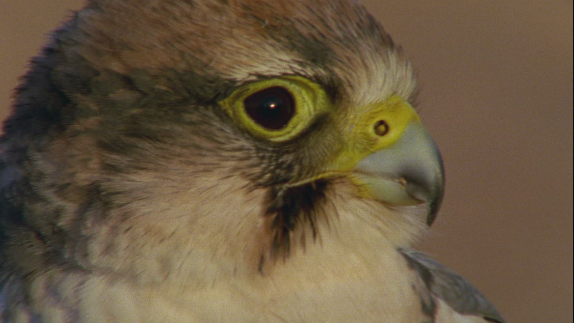 313706011 / Lanner Falcon / Sahara / Africa