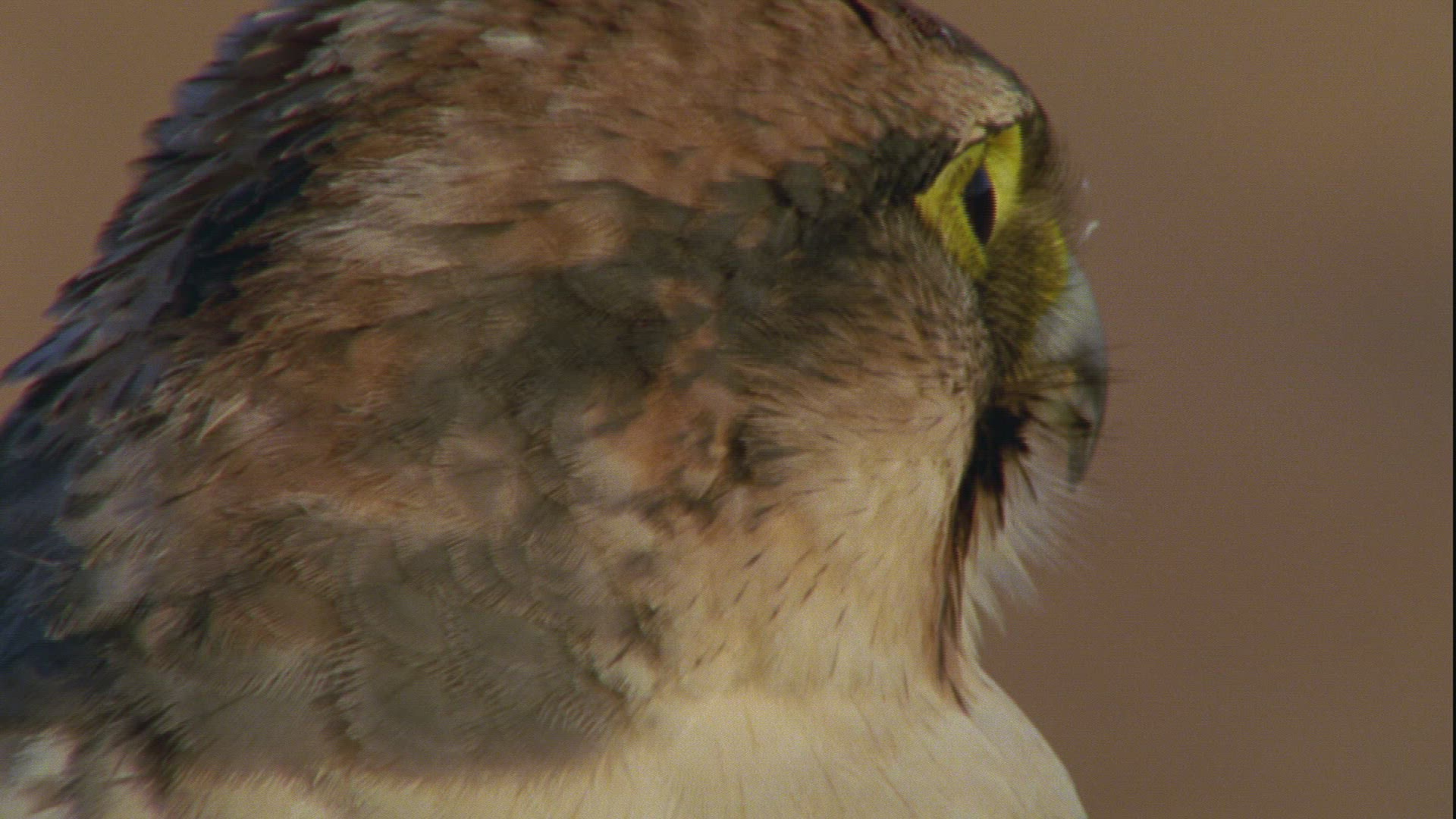 473854697 / Lanner Falcon / Sahara / Africa