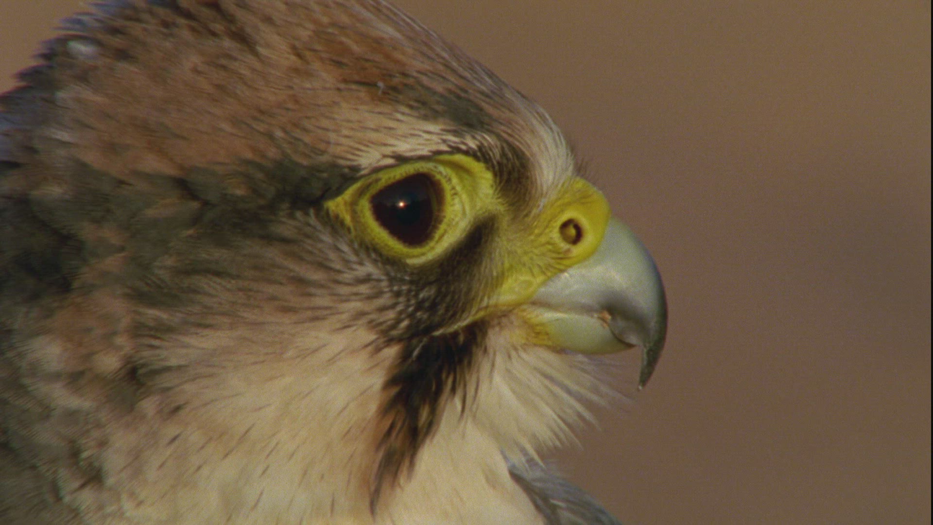 468383111 / Lanner Falcon / Sahara / Africa