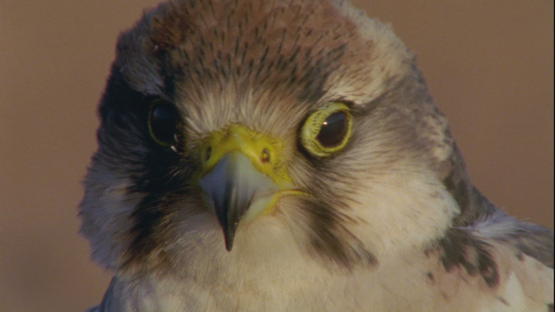 206087336 / Lanner Falcon / Sahara / Africa