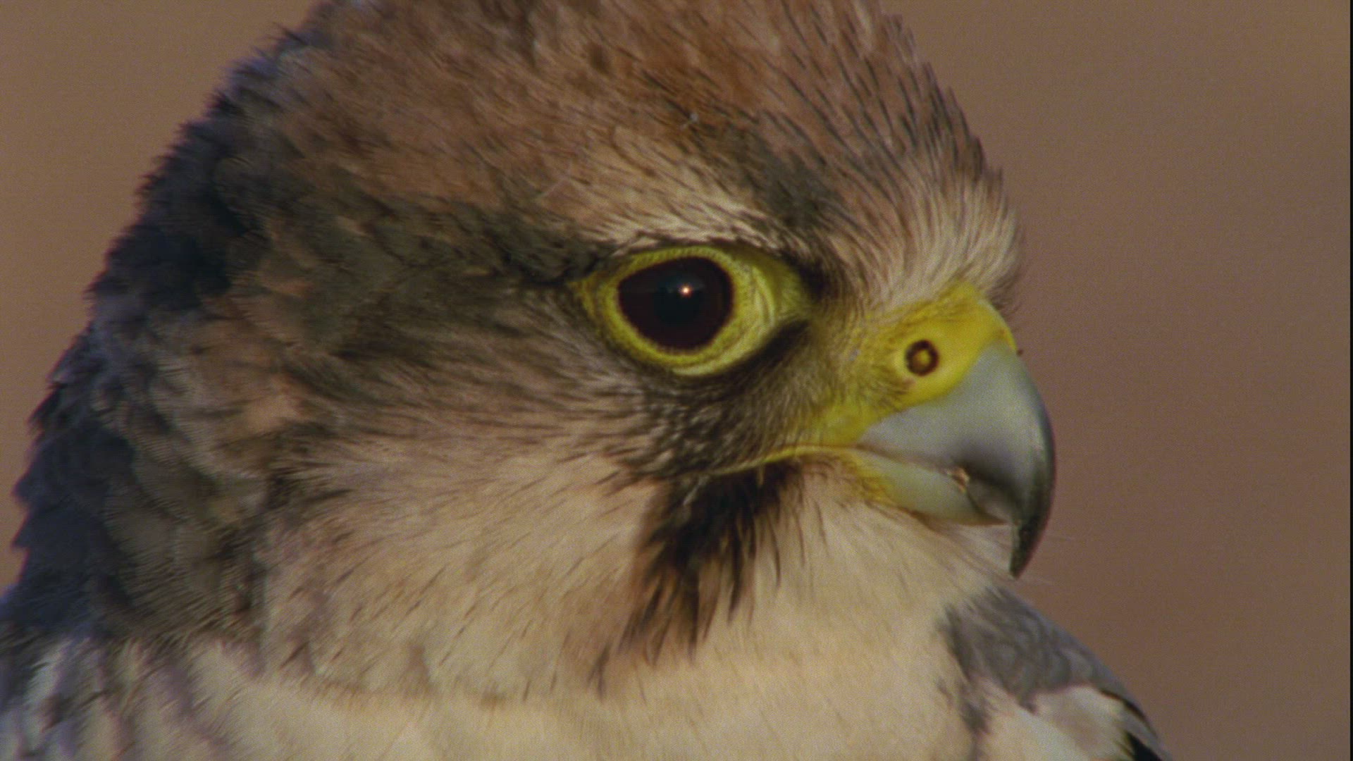 982543993 / Lanner Falcon / Sahara / Africa