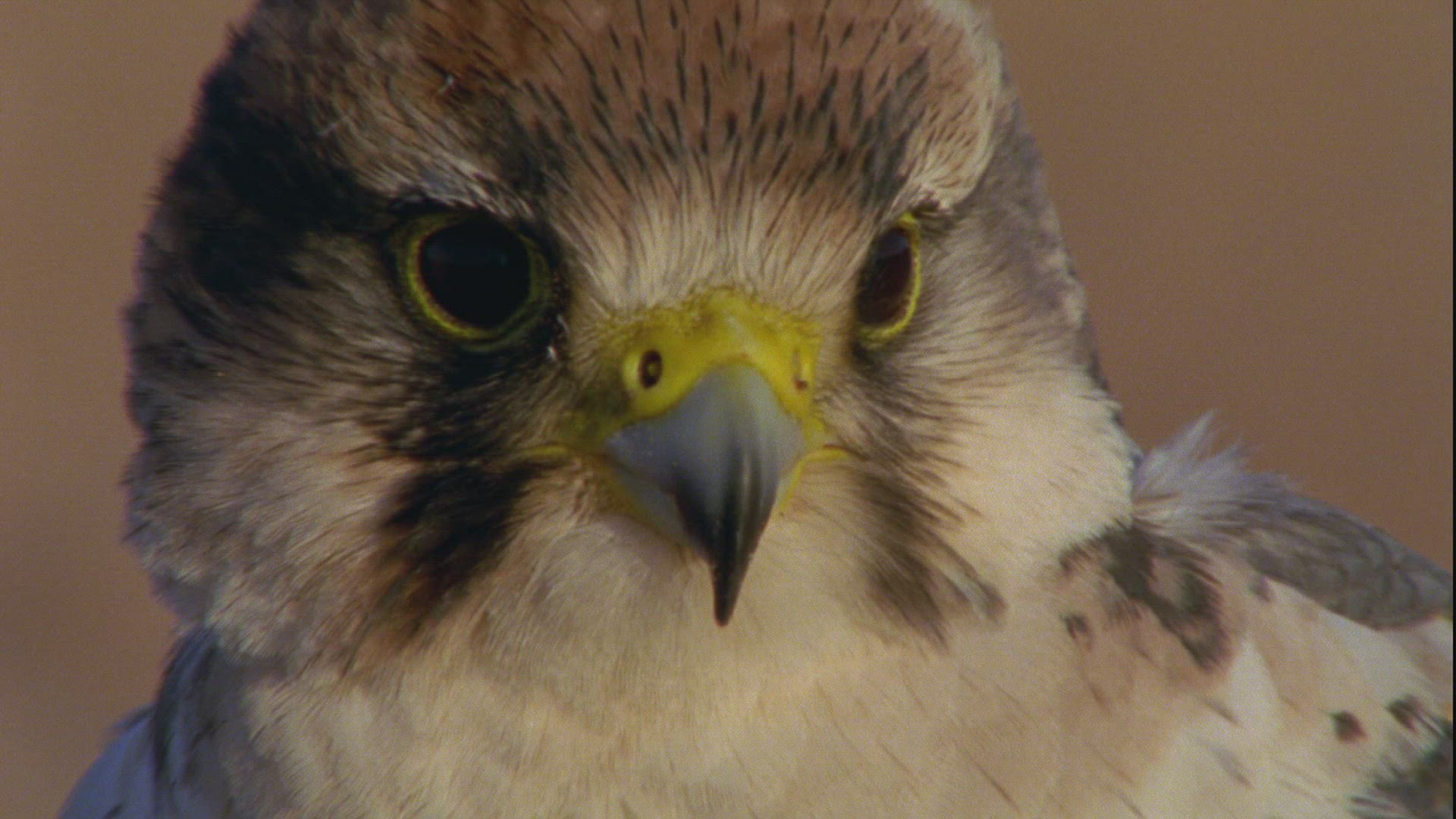 519454200 / Lanner Falcon / Sahara / Africa