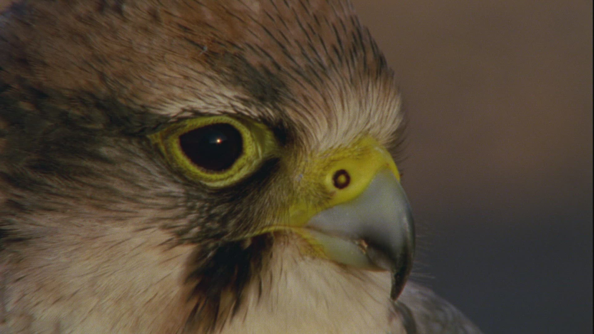 430919998 / Lanner Falcon / Sahara / Africa