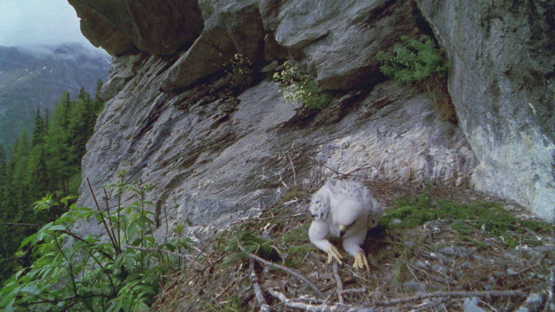 151400964 / Golden Eagle / Chick / Eagle's Nest / Austria
