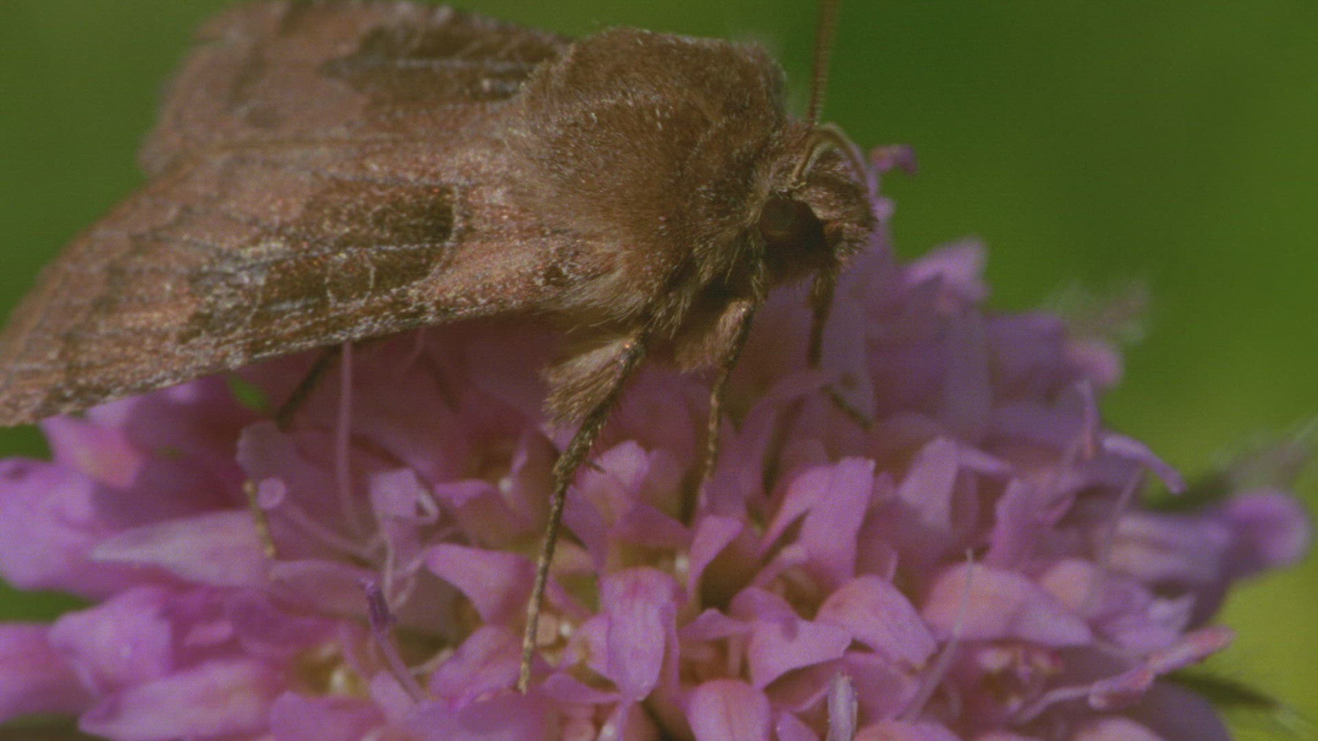 763540089 / Insect / Blossom / Collecting Pollen