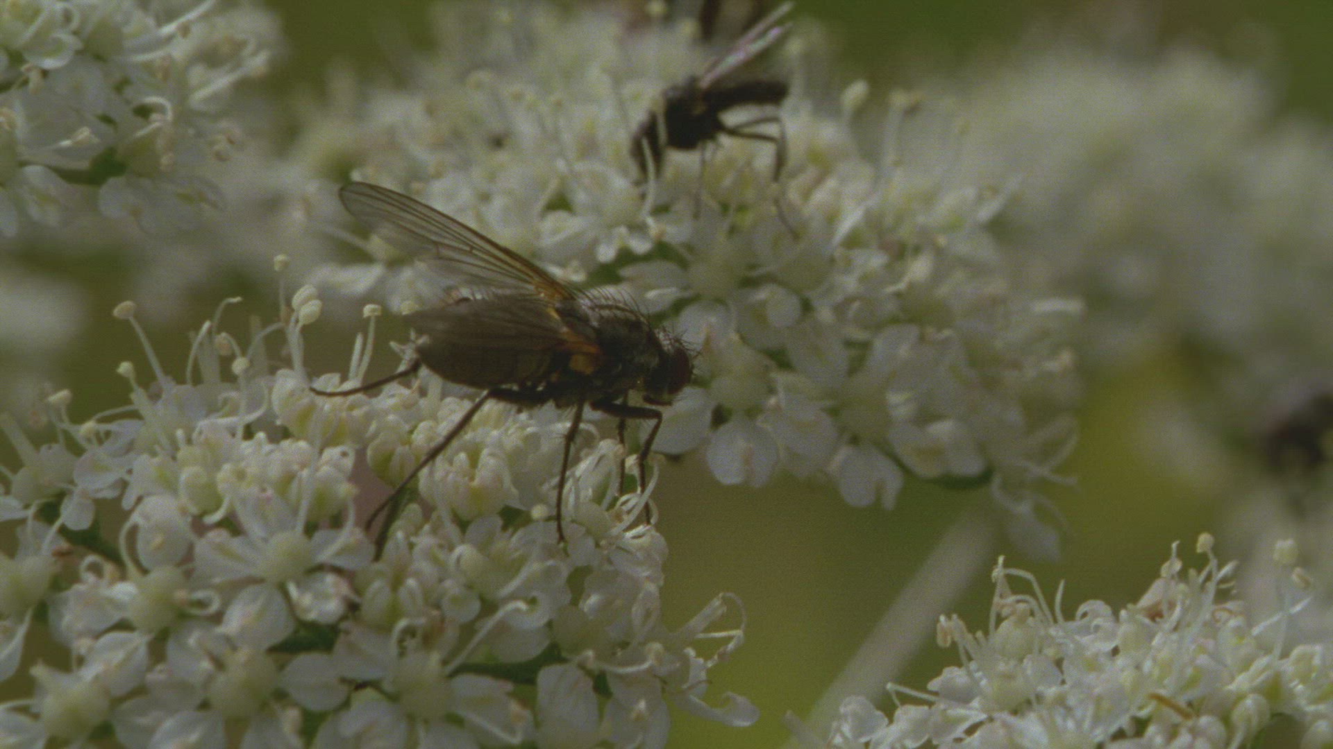 219460245 / Insect / Blossom / Collecting Pollen
