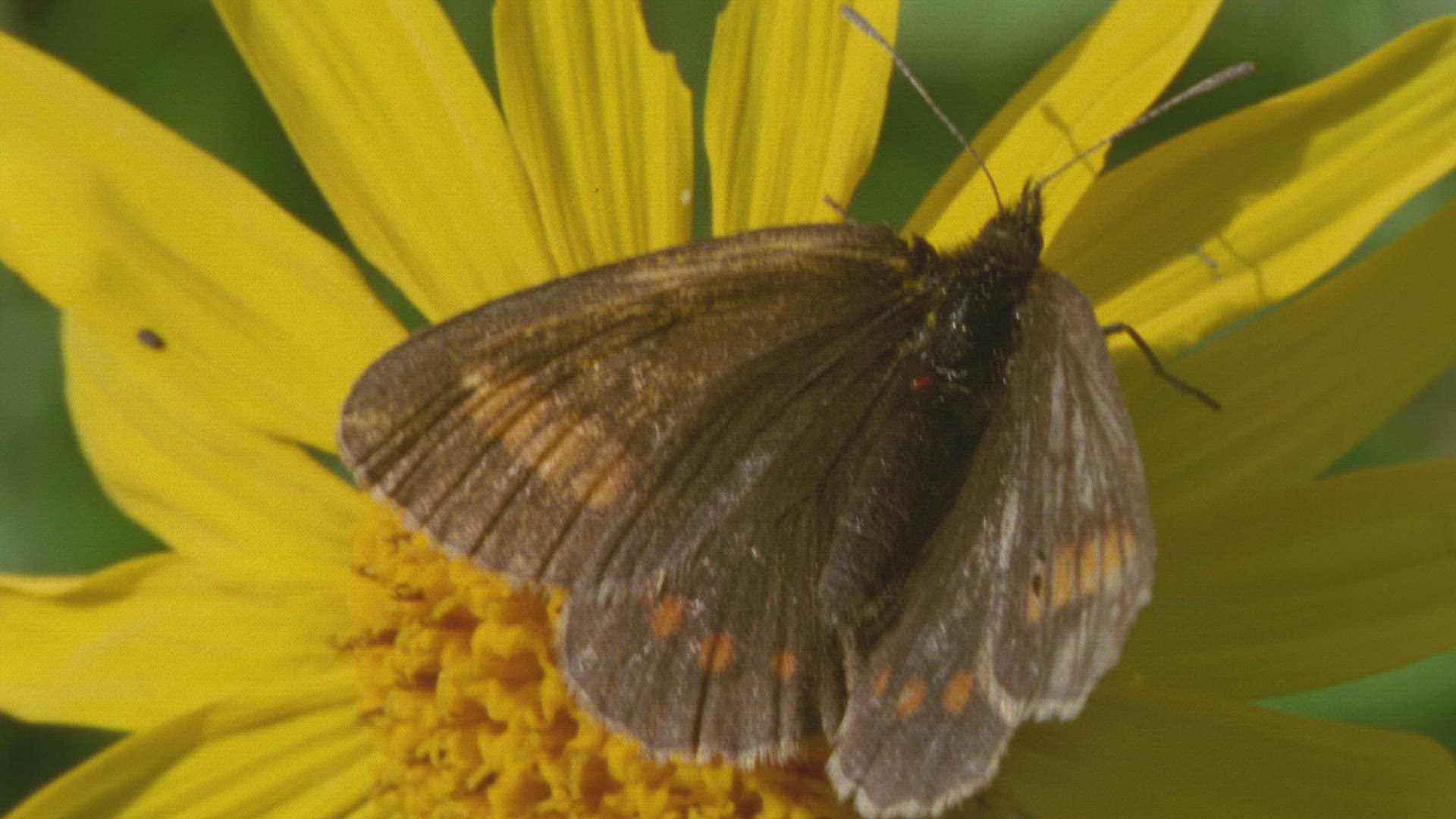 514371775 / Insect / Blossom / Collecting Pollen