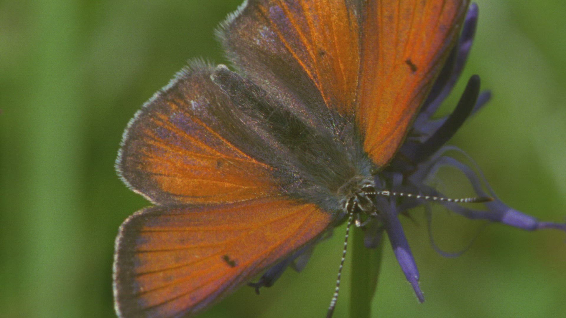 547487089 / Insect / Blossom / Collecting Pollen