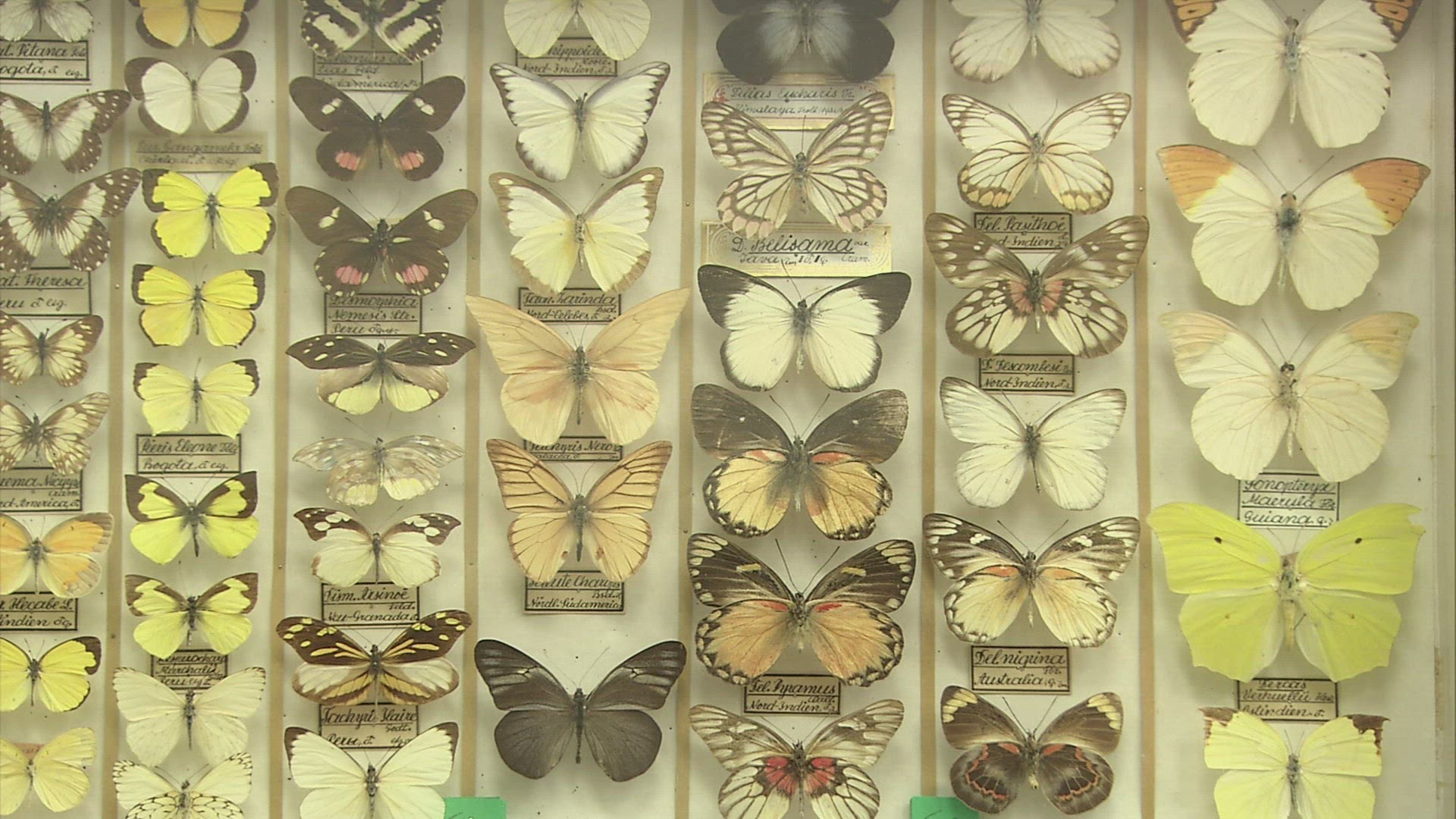 575815820 / Butterfly / Insect / Museum / Admont Abbey / Austria