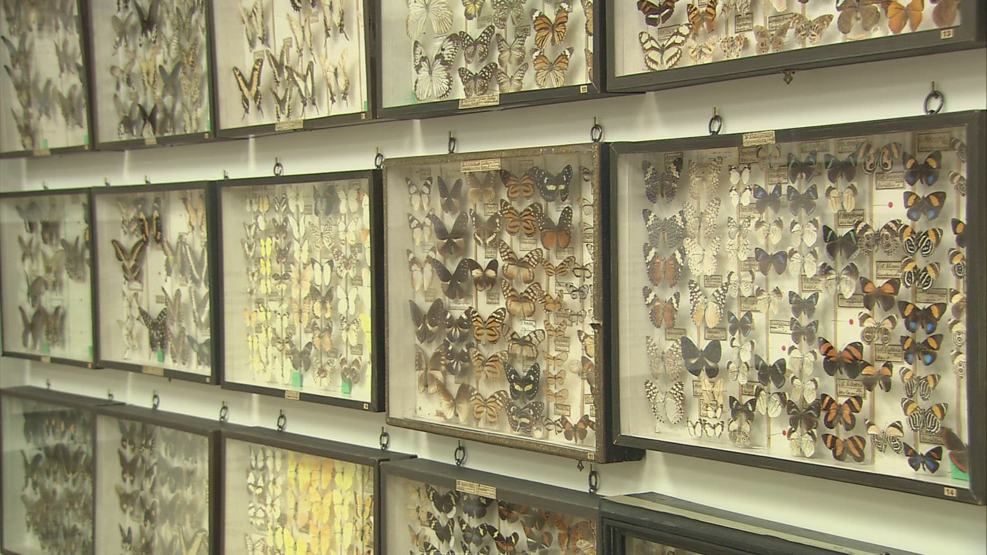 529278219 / Butterfly / Insect / Museum / Admont Abbey / Austria