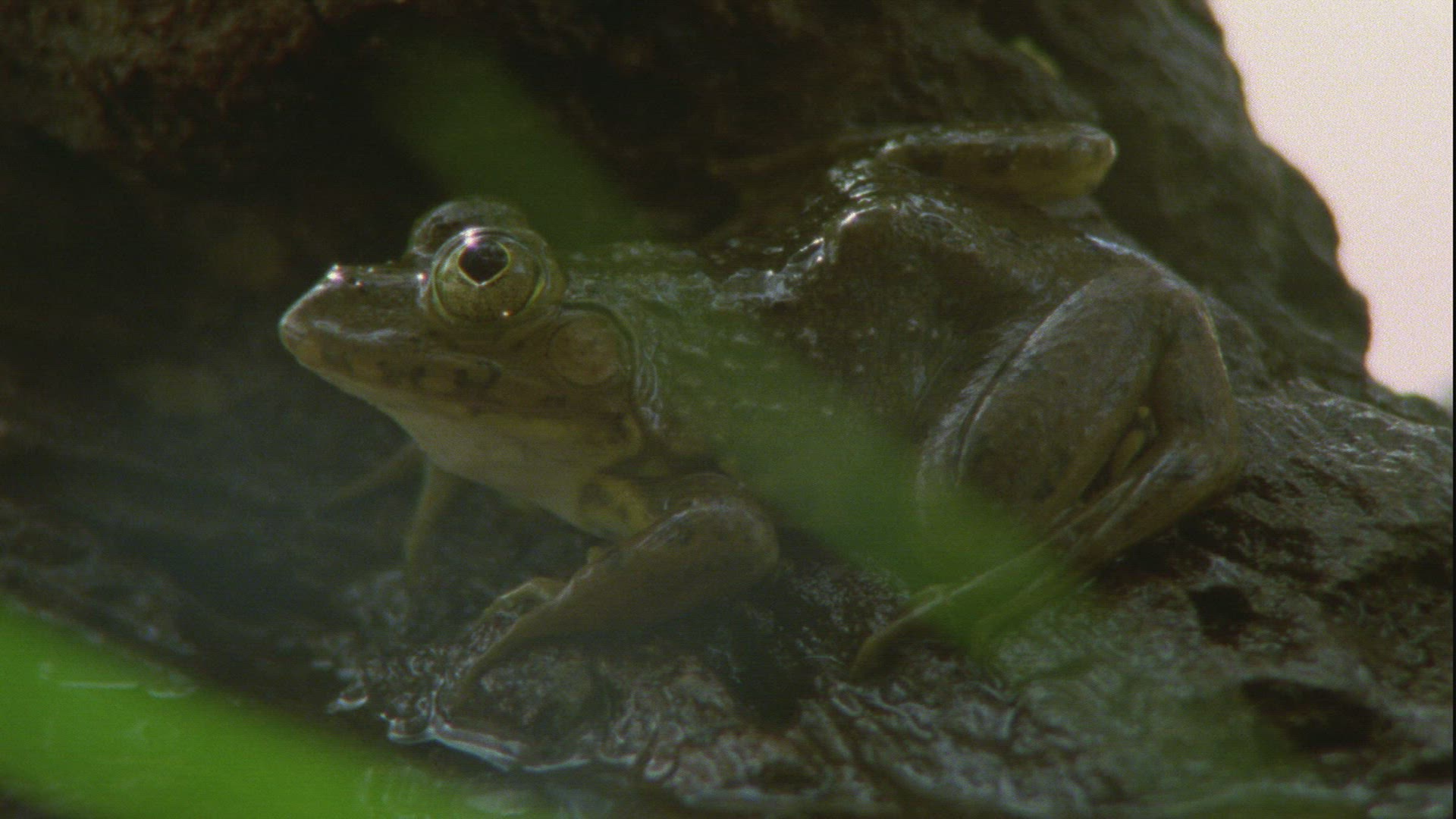 723075410 / Frog / Guelta d'Archei / Africa