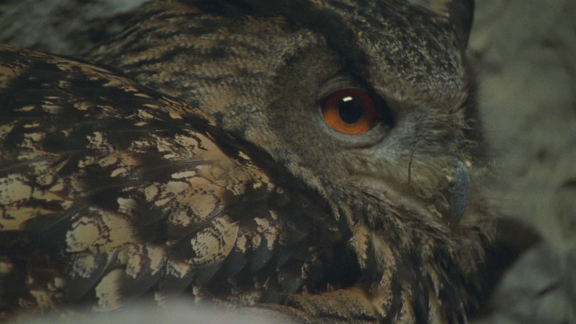 220455160 / Eagle Owl / Eyrie / Breeding