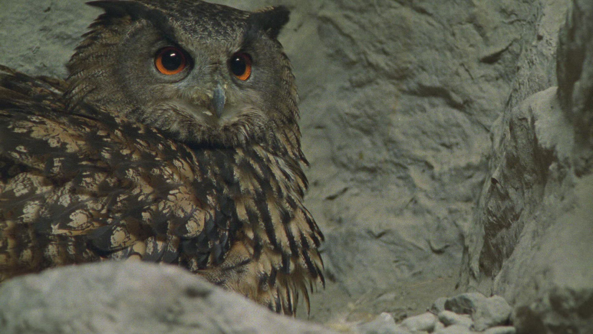 810898131 / Eagle Owl / Eyrie / Breeding