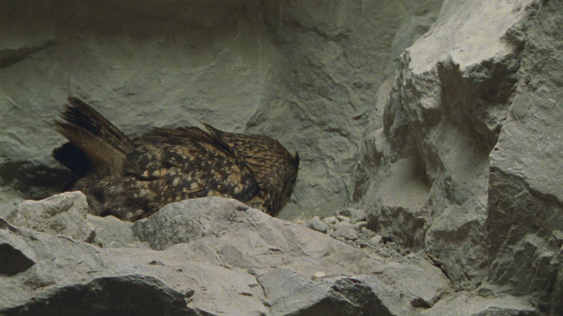 439555154 / Eagle Owl / Eyrie / Breeding