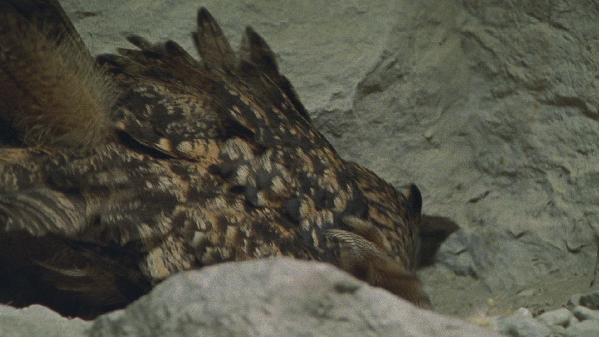 545482429 / Eagle Owl / Eyrie / Breeding