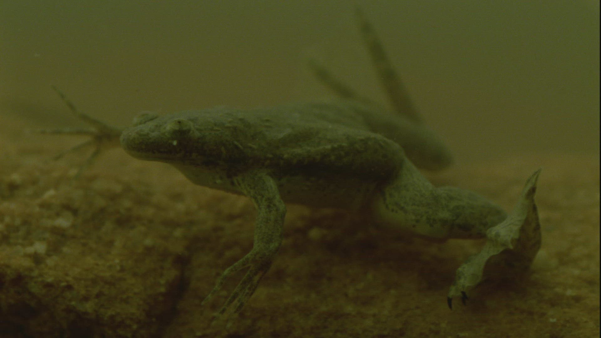 311715877 / Frog / Guelta d'Archei / Africa