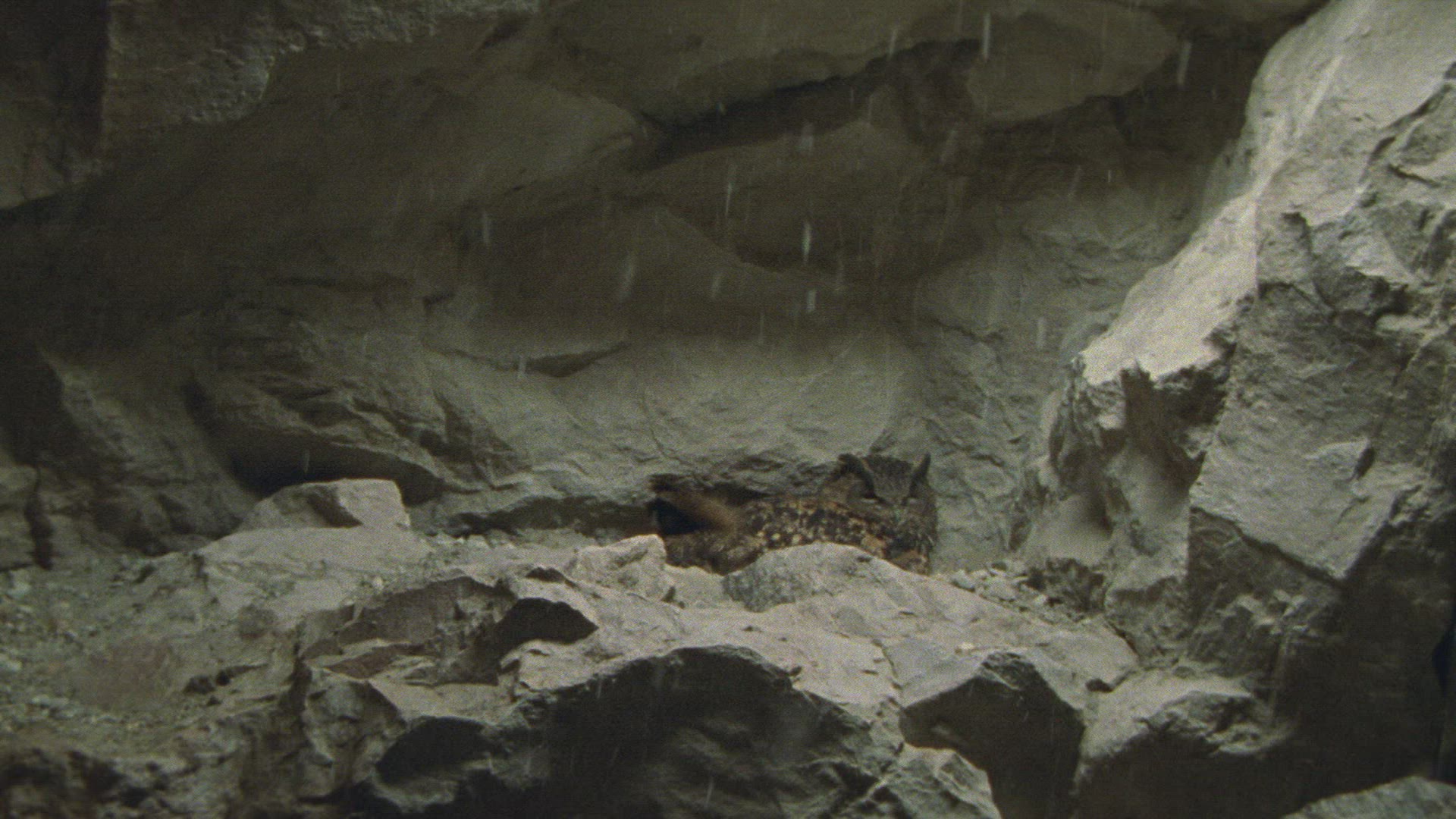 241003648 / Eagle Owl / Eyrie / Breeding