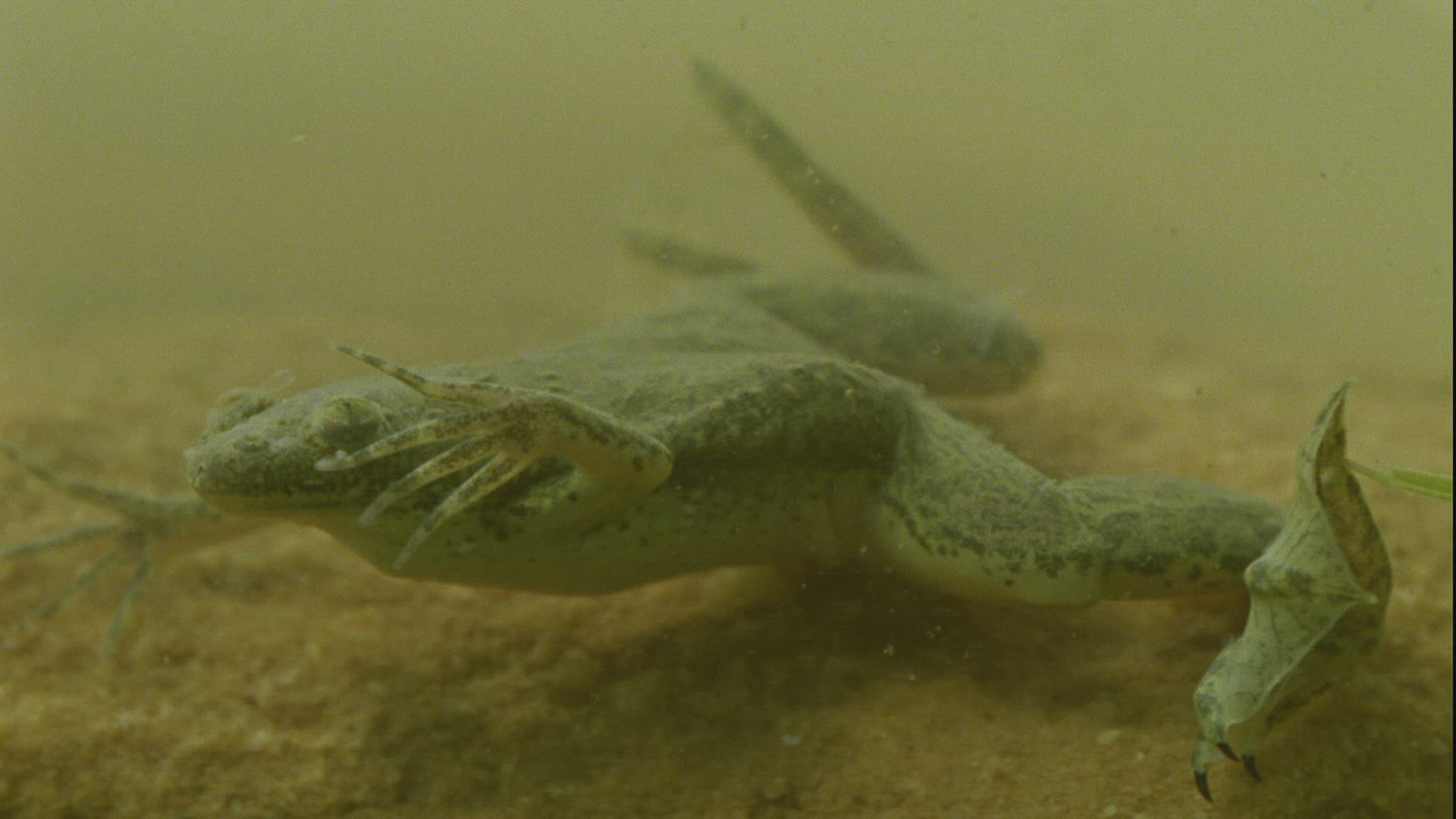 919484584 / Frog / Guelta d'Archei / Africa