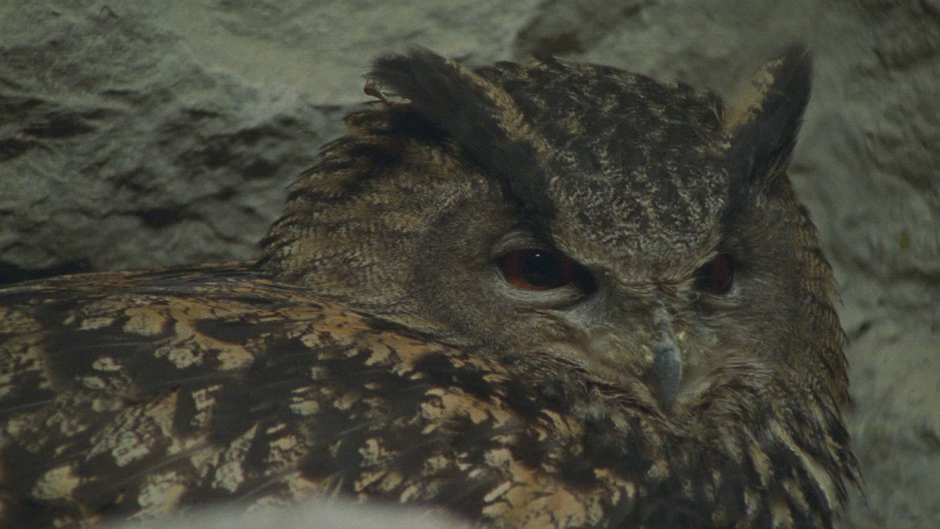 647553021 / Eagle Owl / Eyrie / Breeding