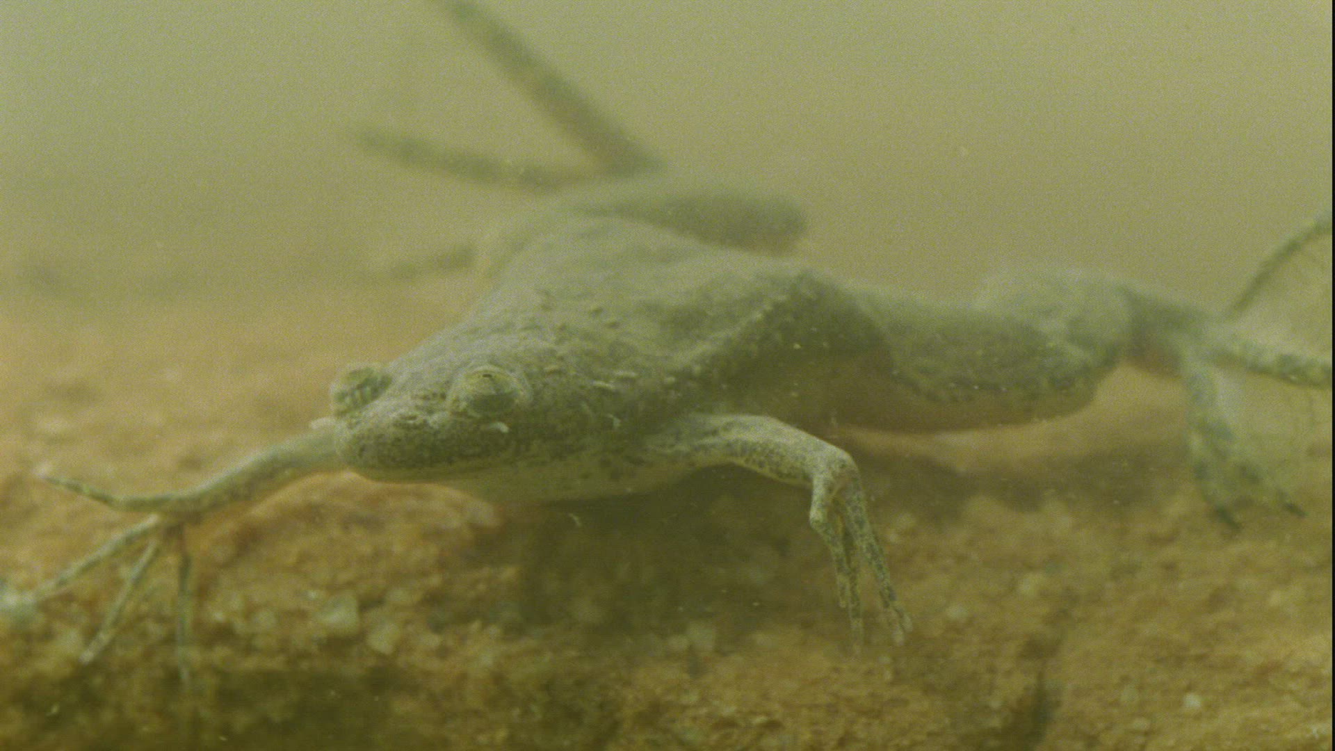 300904712 / Frog / Guelta d'Archei / Africa
