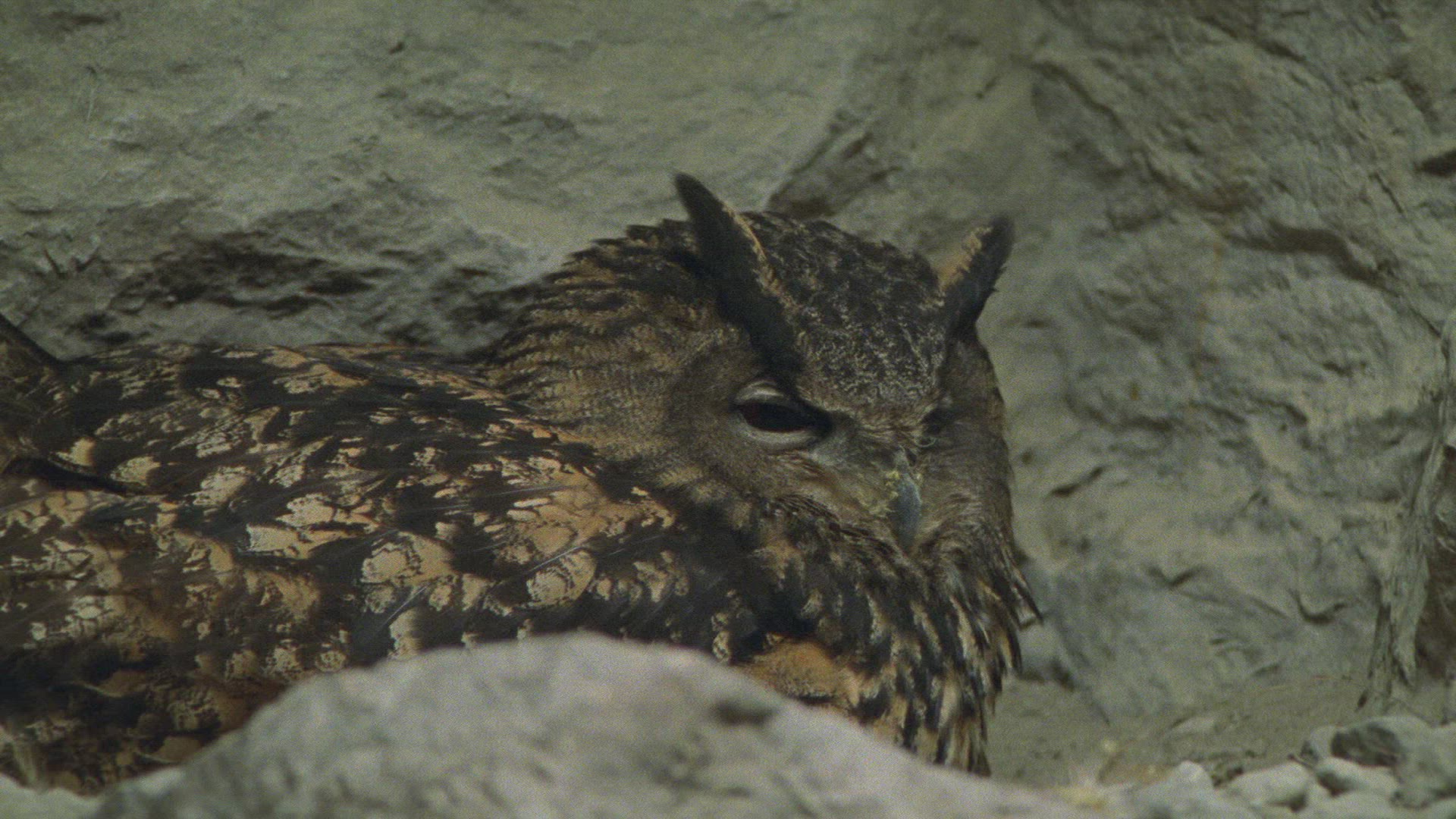 201953132 / Eagle Owl / Eyrie / Breeding