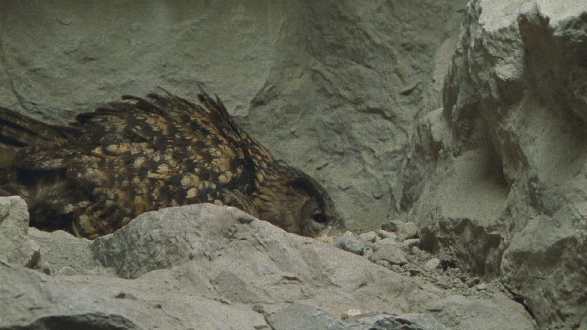 540822239 / Eagle Owl / Eyrie / Breeding