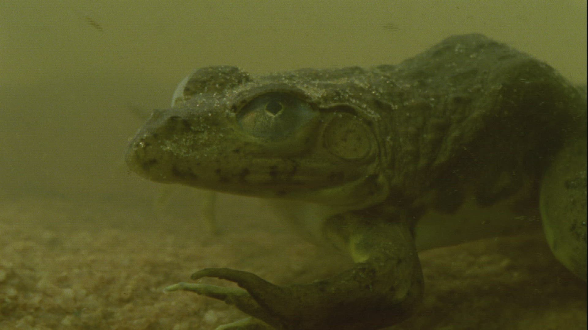 931349689 / Frog / Guelta d'Archei / Africa