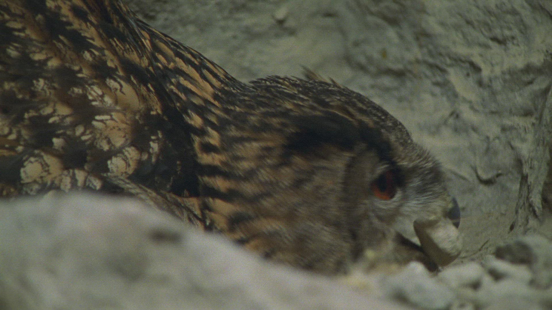 593152728 / Eagle Owl / Eyrie / Breeding