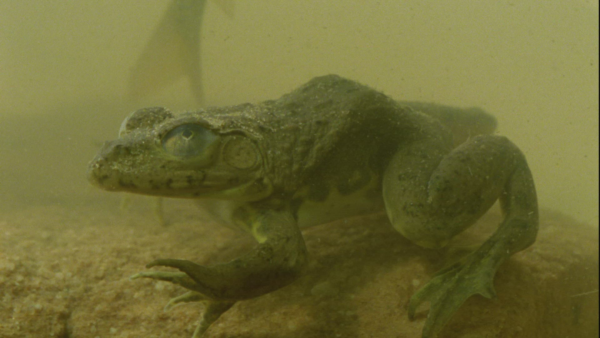585254897 / Frog / Guelta d'Archei / Africa