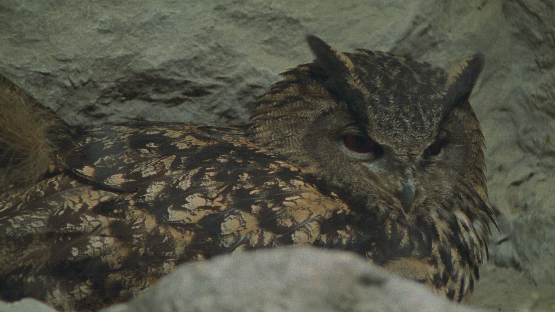 819668460 / Eagle Owl / Eyrie / Breeding