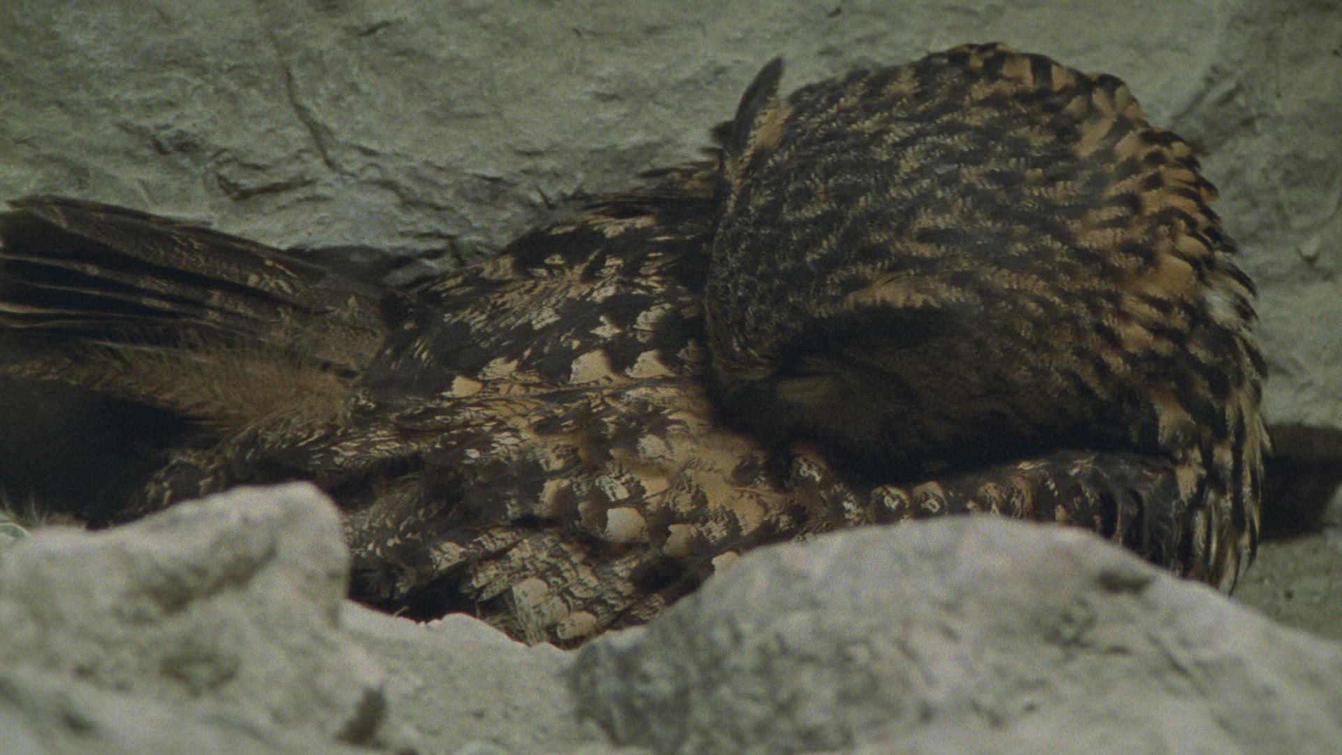 750024246 / Eagle Owl / Eyrie / Breeding