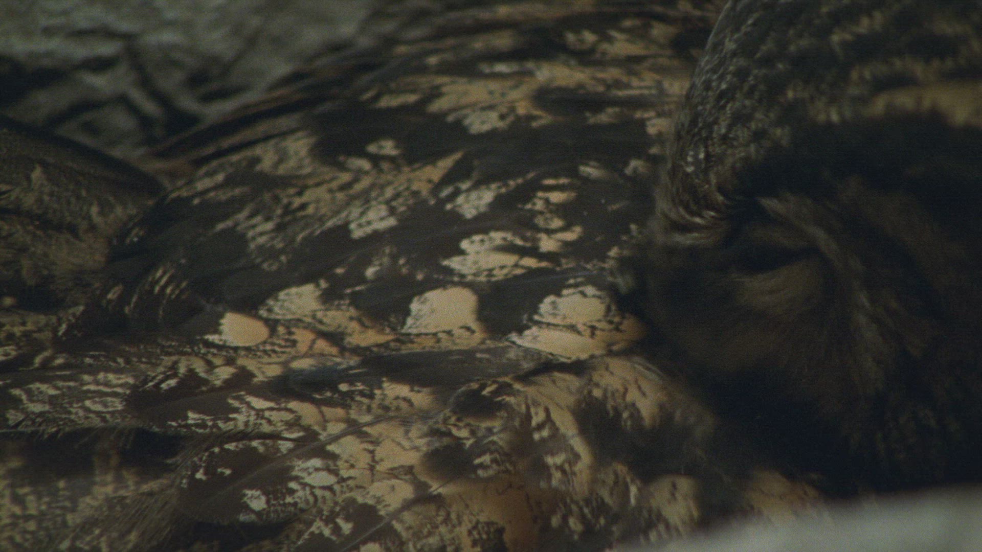 860850690 / Eagle Owl / Eyrie / Breeding