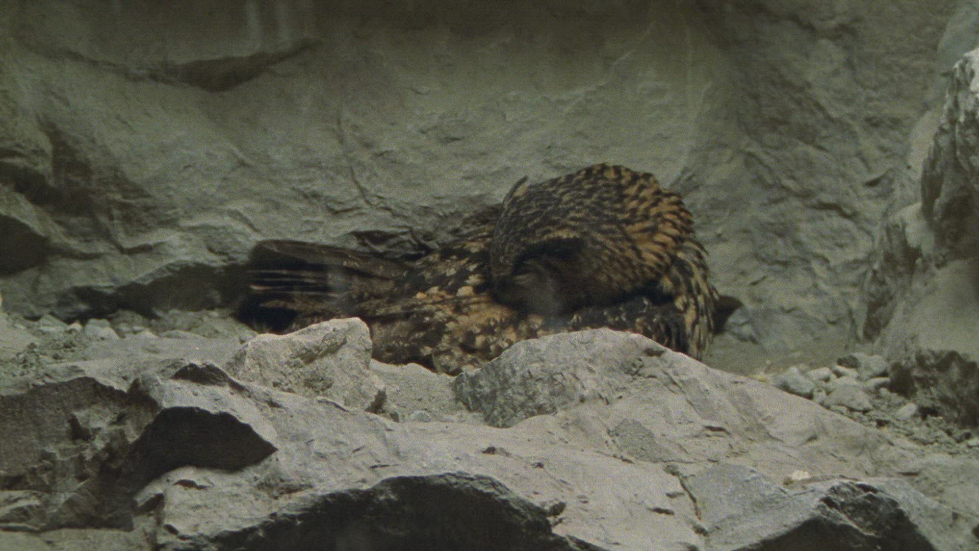 147833349 / Eagle Owl / Eyrie / Breeding
