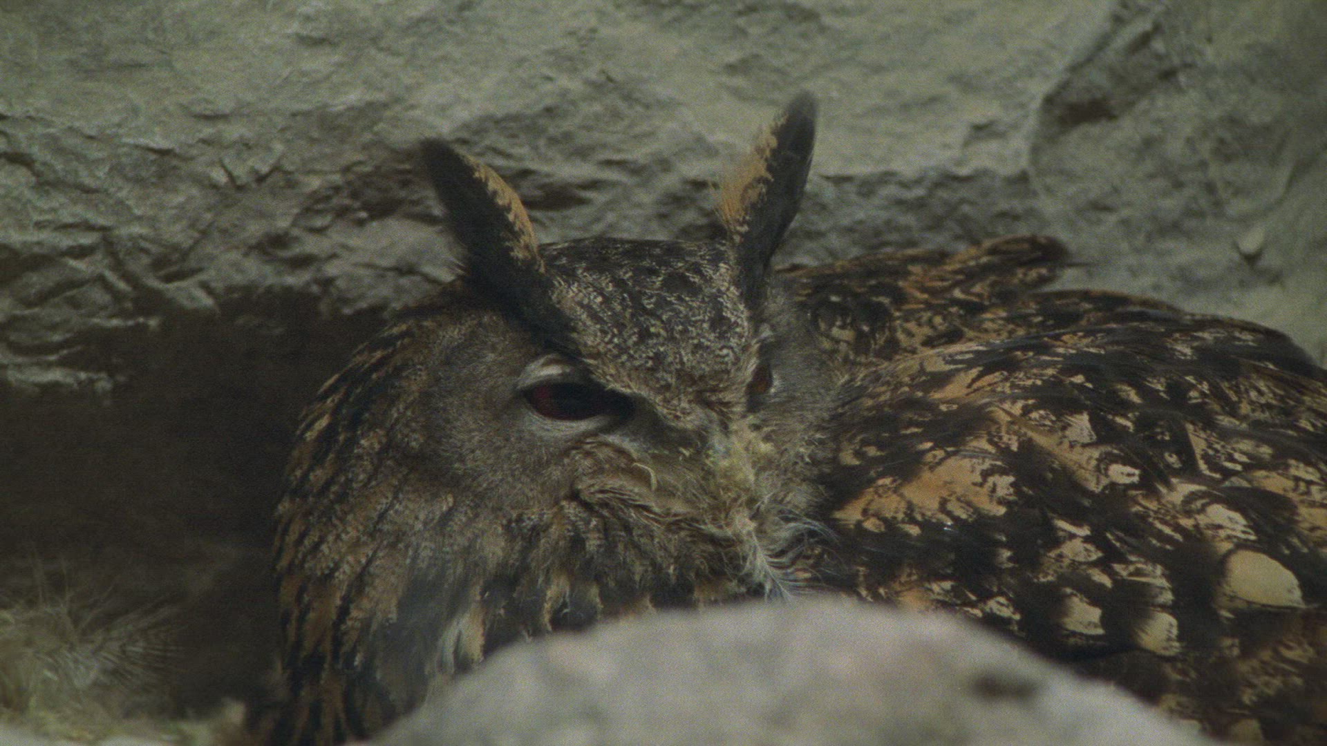 562138993 / Eagle Owl / Eyrie / Breeding
