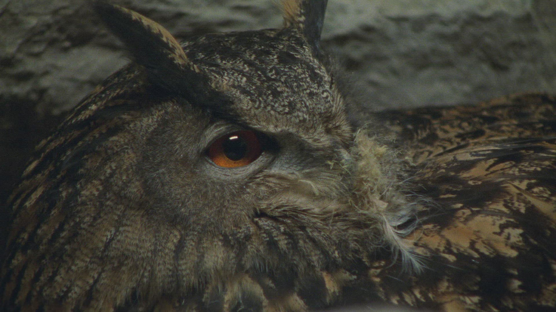 453211364 / Eagle Owl / Eyrie / Breeding