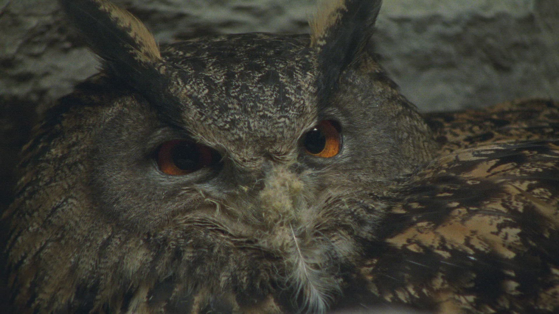 272676296 / Eagle Owl / Eyrie / Breeding