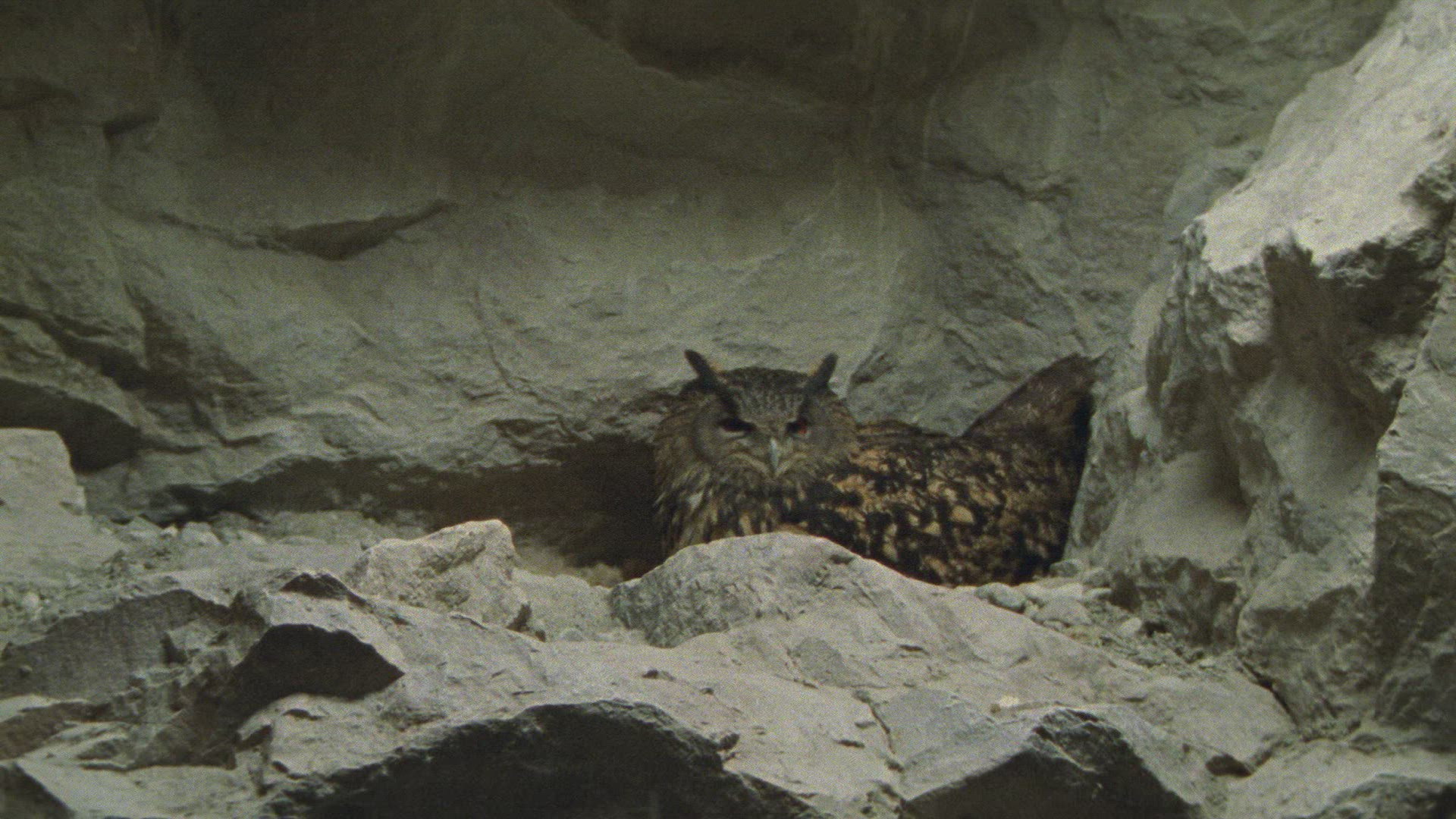 510934242 / Eagle Owl / Eyrie / Breeding