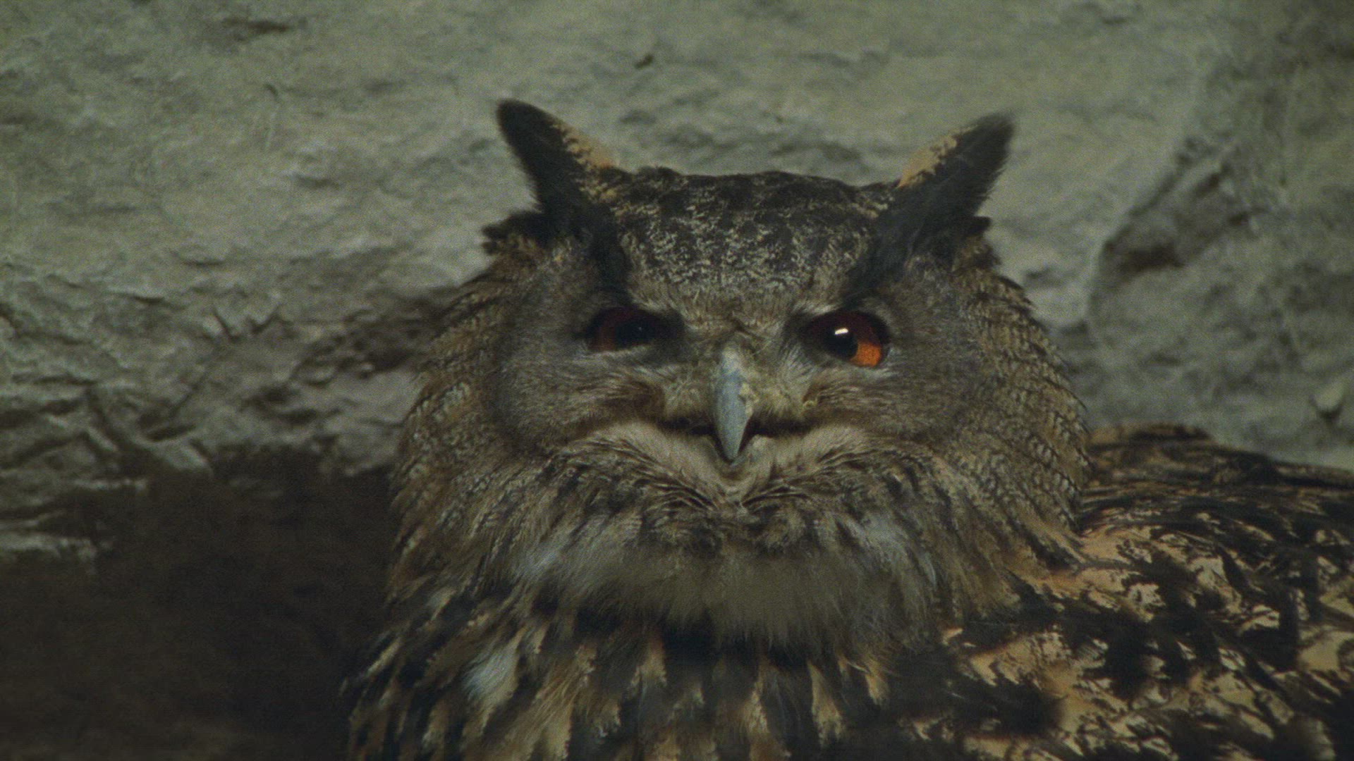 646074507 / Eagle Owl / Eyrie / Breeding