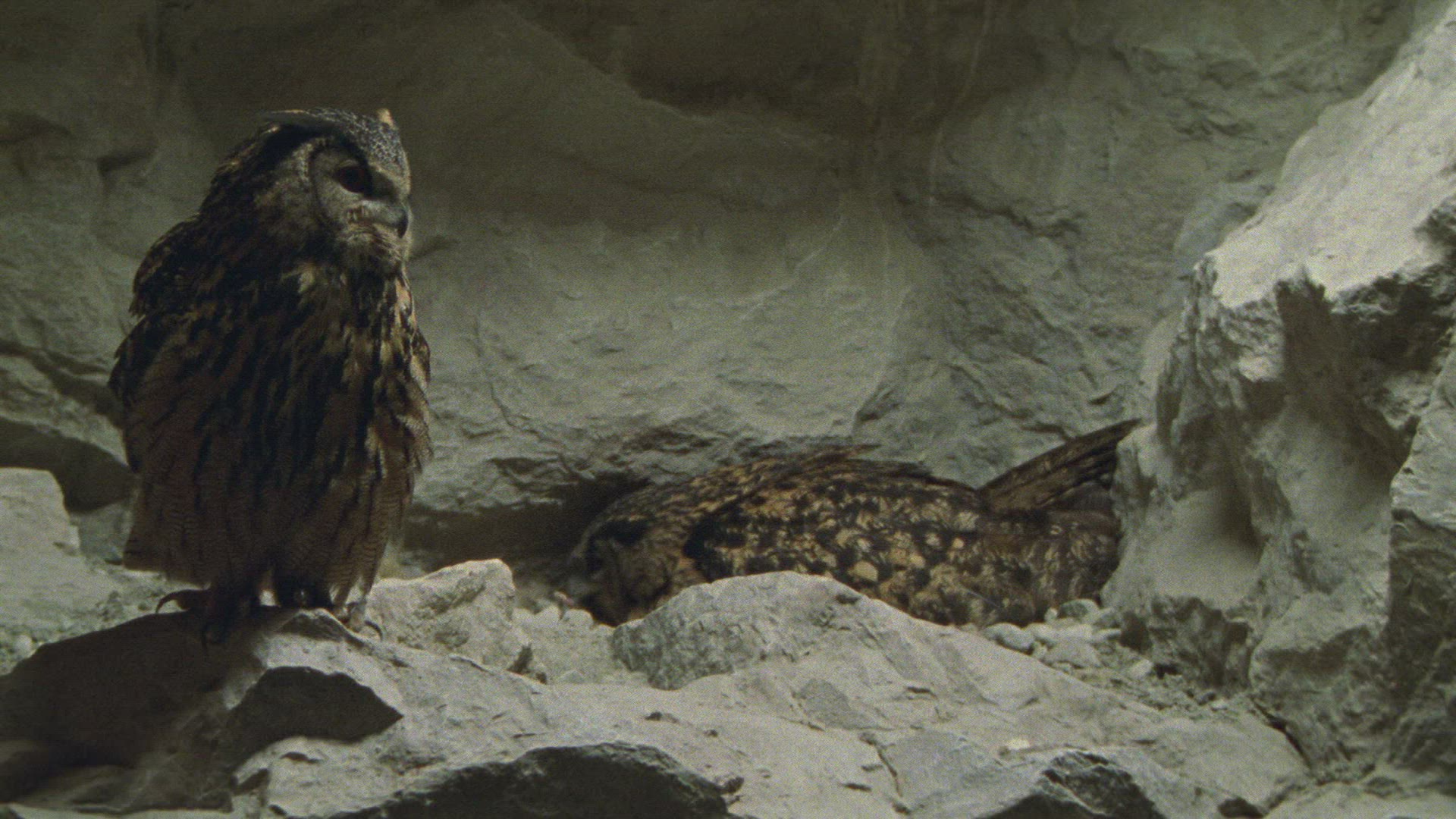 521343992 / Eagle Owl / Eyrie / Breeding