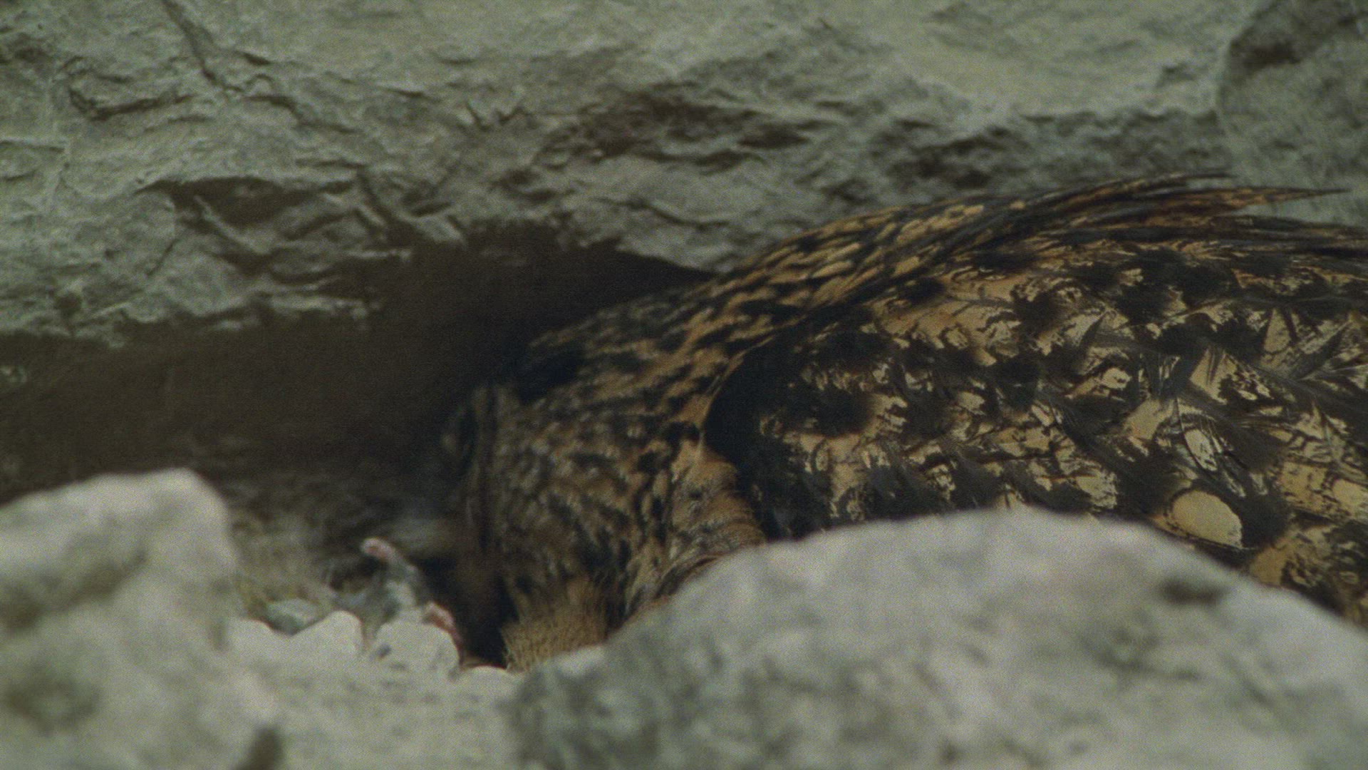 835295249 / Eagle Owl / Eyrie / Breeding