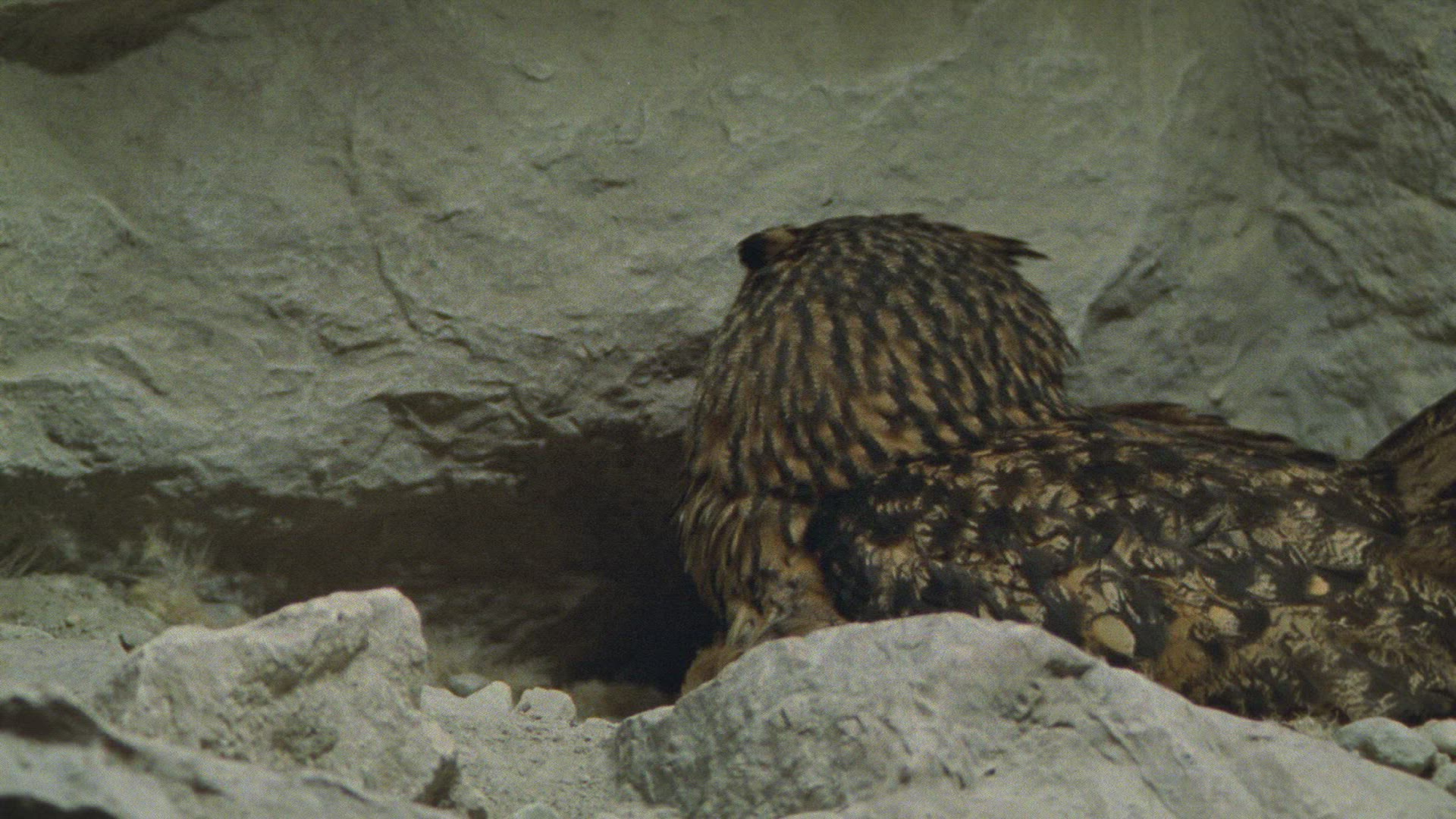 289453586 / Eagle Owl / Eyrie / Breeding