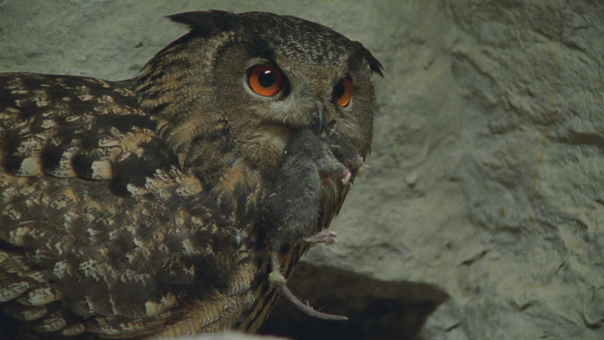 175984679 / Eagle Owl / Eyrie / Breeding