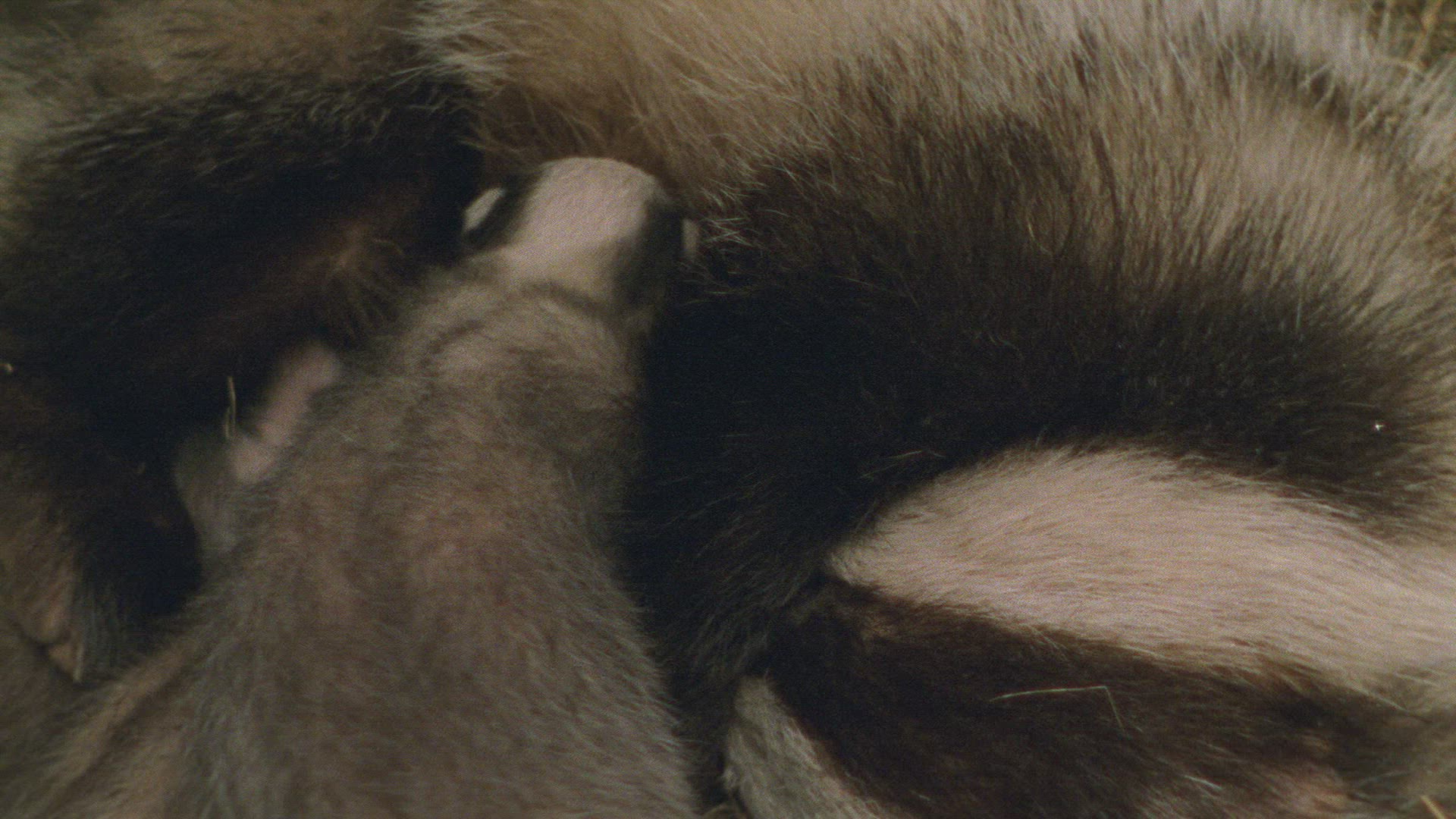 298950361 / Badger / Brood Care