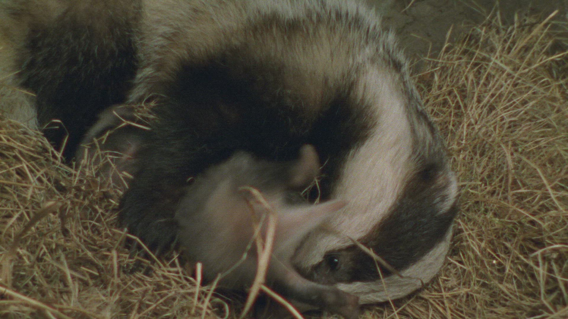 806838670 / Badger / Brood Care