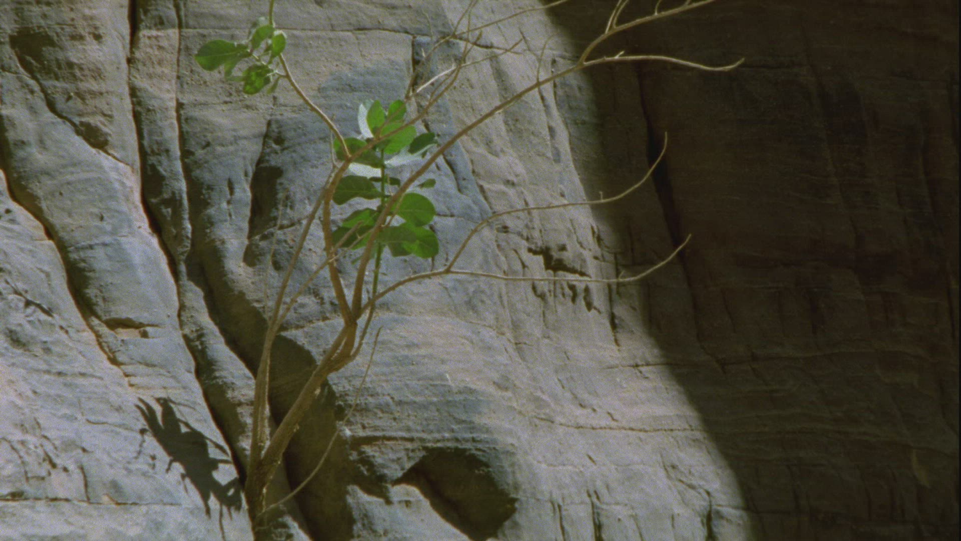 653898508 / Animal / Guelta d'Archei / Chad