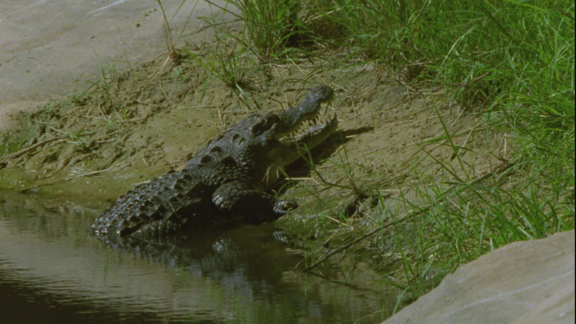 195099702 / Crocodilia / Guelta d'Archei / Chad