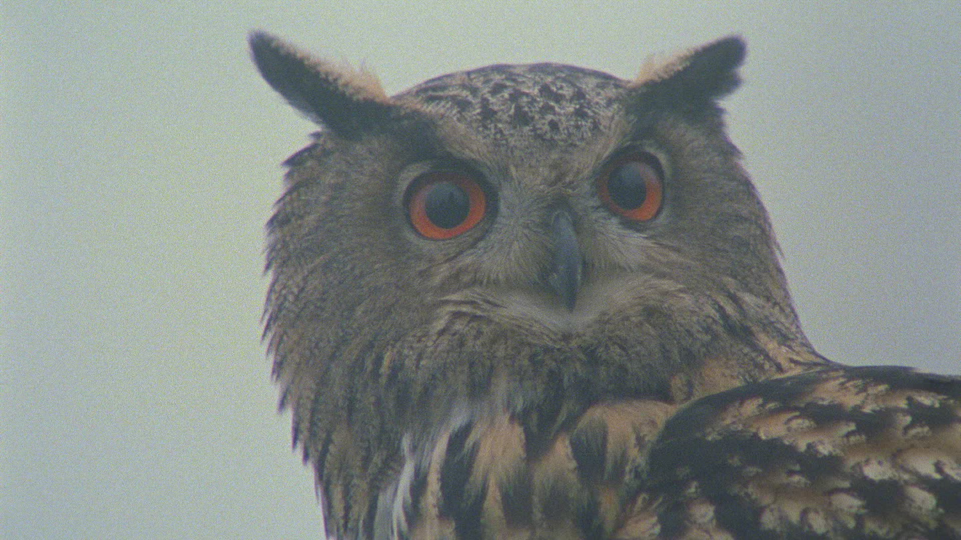 685723715 / Eagle Owl / Limb / Fog / Europe