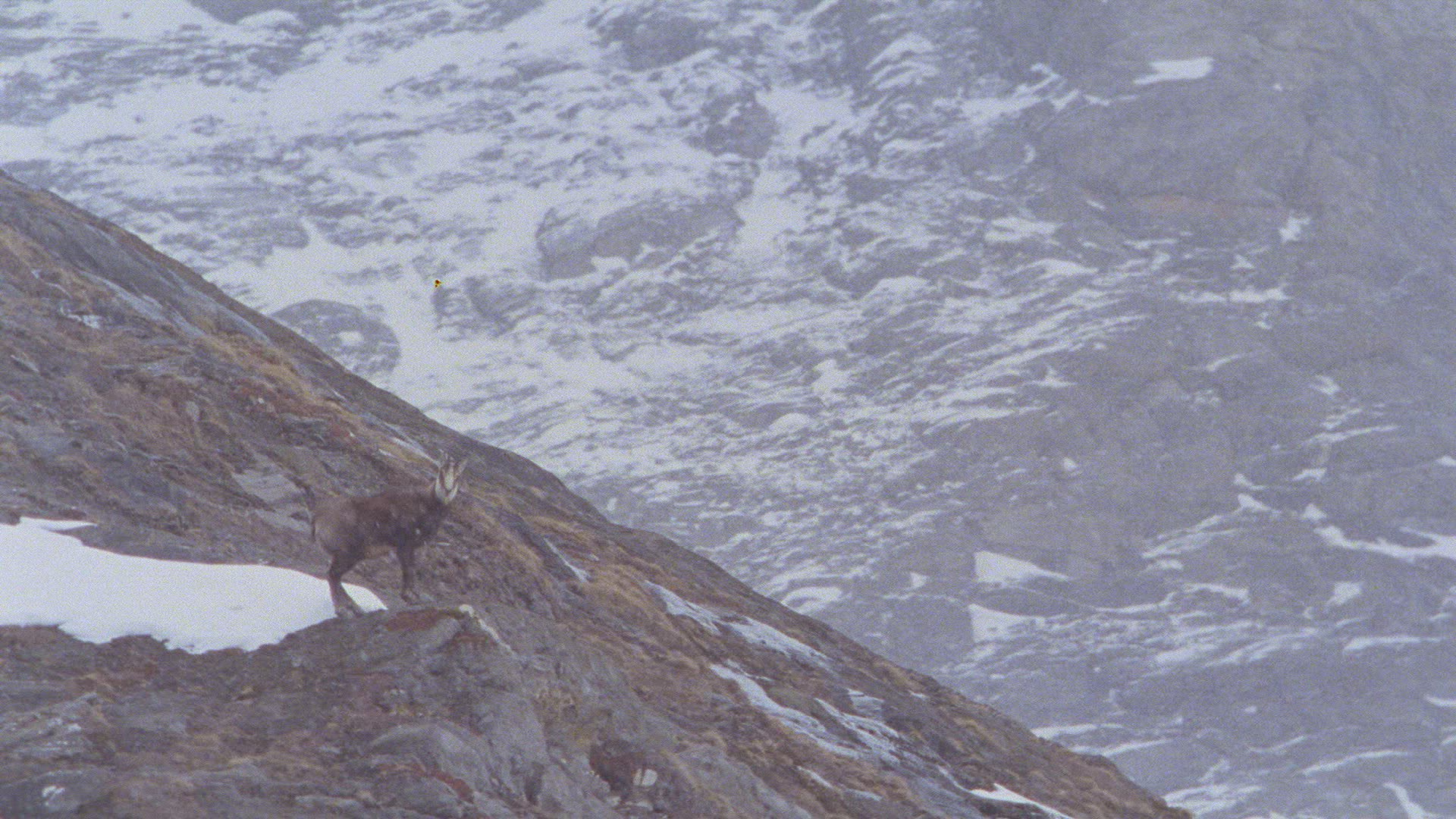 701428366 / Chamois / Alps